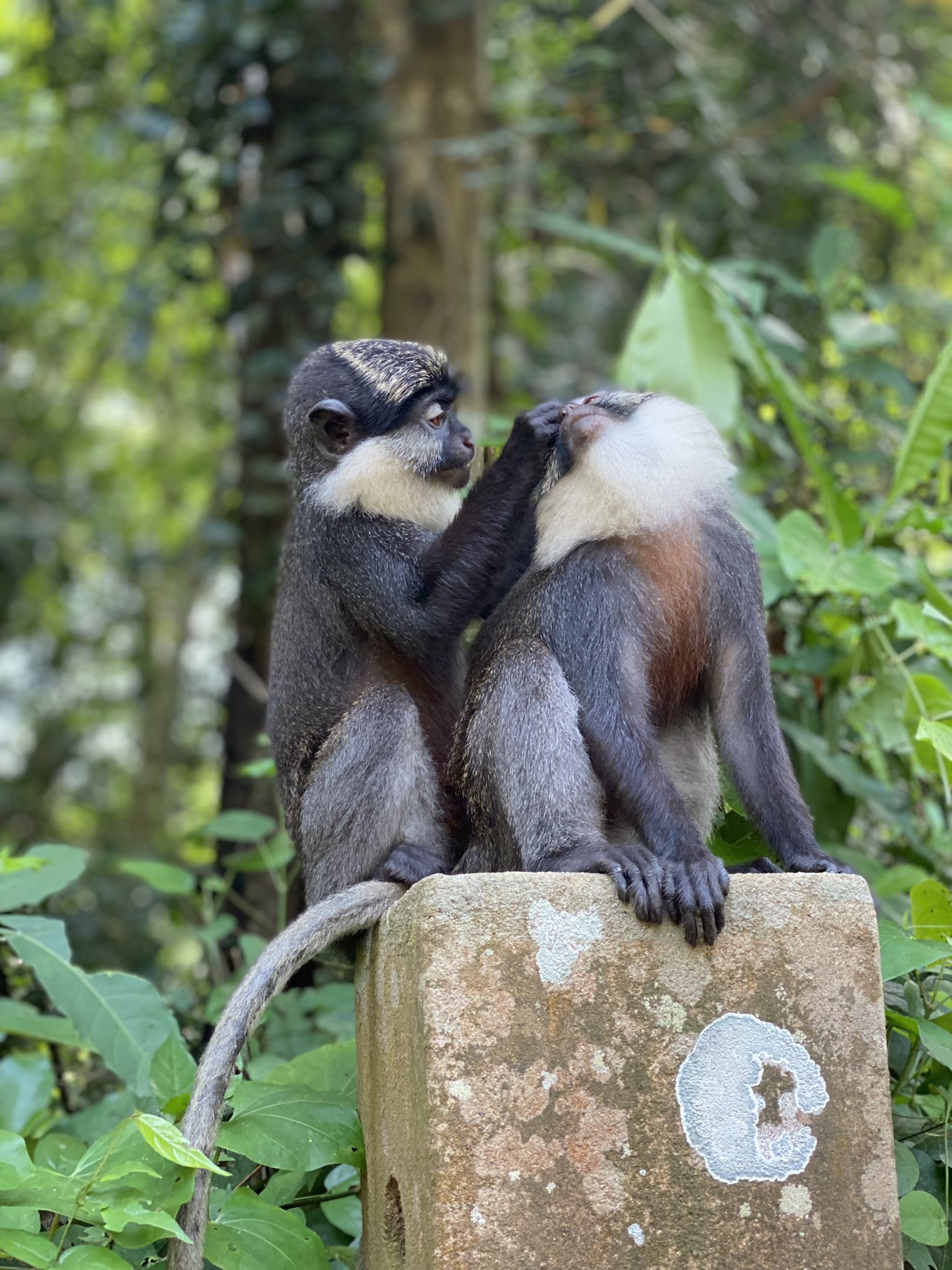  Singes à ventre roux