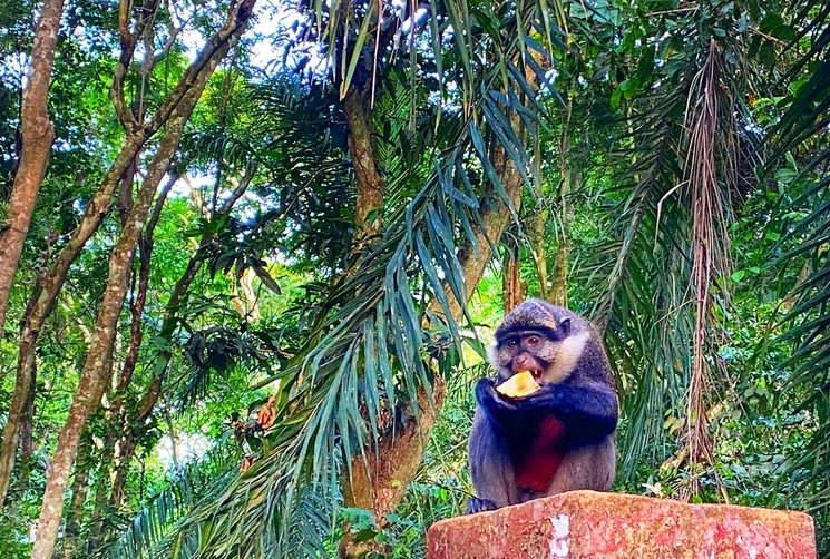 singe a ventre rouge